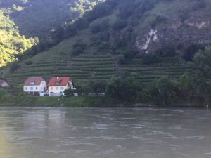 Vineyards along the Danbue